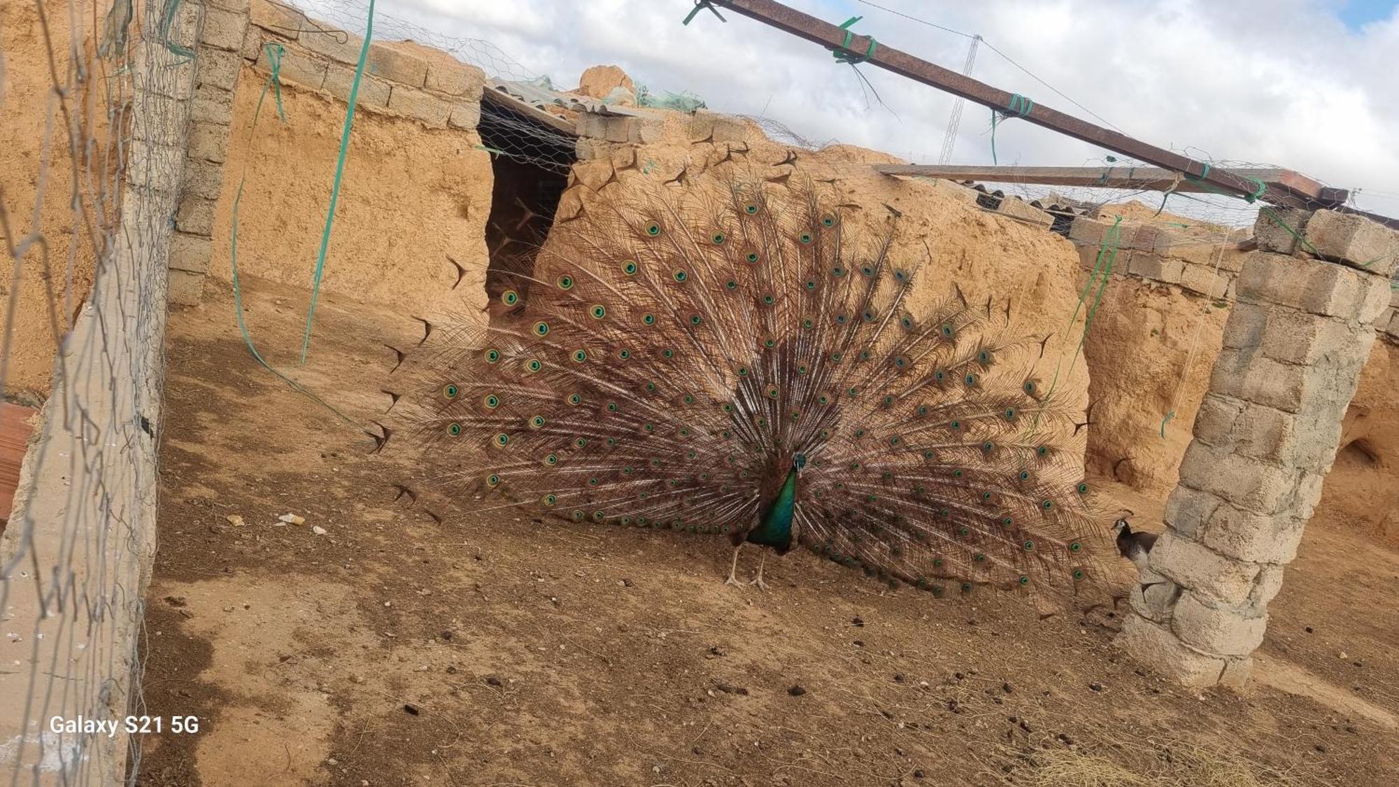 Maison D'Hote Dar Massouada Toujane Dış mekan fotoğraf