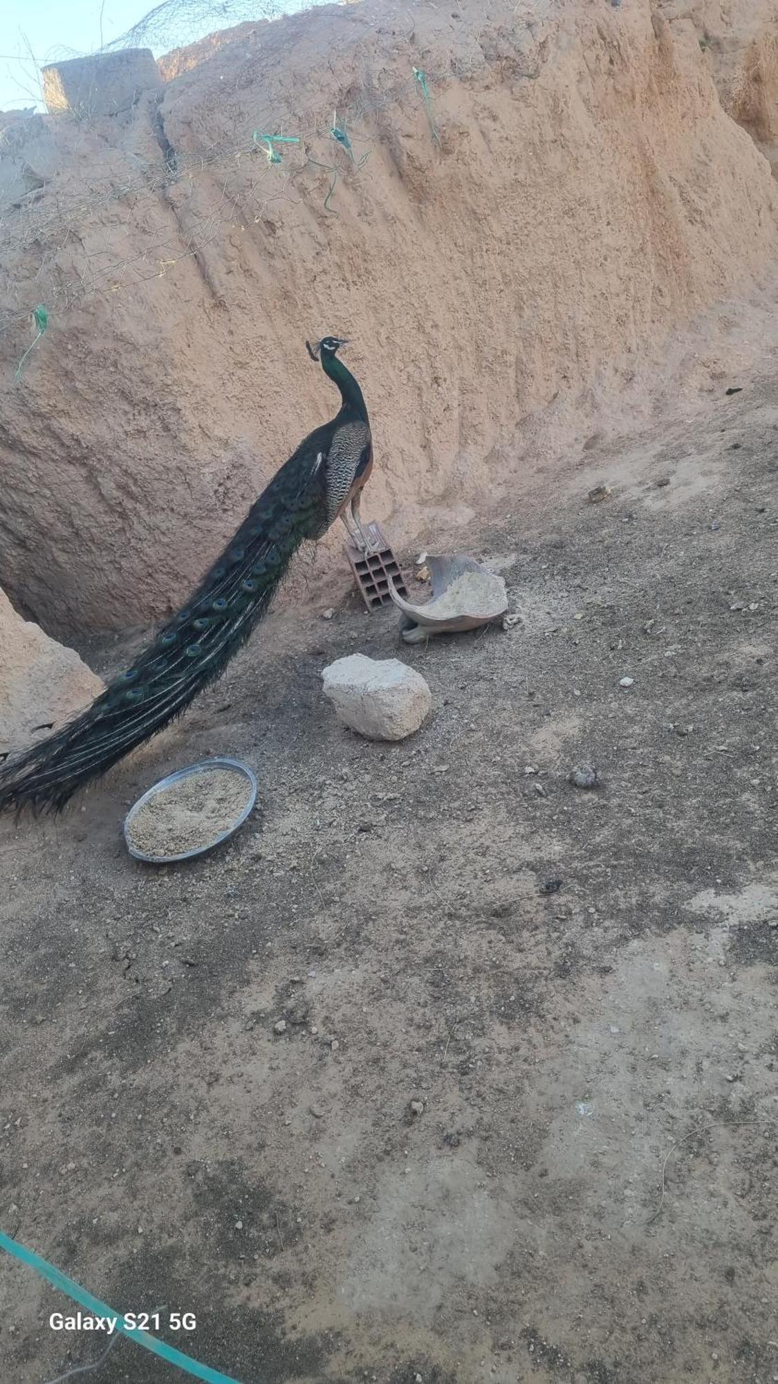 Maison D'Hote Dar Massouada Toujane Dış mekan fotoğraf